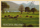 Horses On The Pasture In The Irish Countryside - Peaceful Ireland - Autres & Non Classés