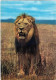 LION KENYA - Kenya