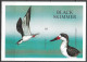 Antigua & Barbuda Oiseaux Sternes Non Dentelé Seabirds Terns Imperf Proof Vögel Möwen Ungezähnt Aves Uccelli **1998 60€ - Mouettes