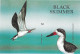 Antigua & Barbuda Oiseaux Sternes Non Dentelé Seabirds Terns Imperf Proof Vögel Möwen Ungezähnt Aves Uccelli **1998 60€ - Mouettes