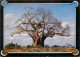 Kenya Baobab Tree Mombasa - Kenya