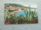 Cannes - Vue Prise Entre Les Aloès - 554 - Yt 135 - Editions Giletta - Année 1914 - - Cactus