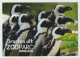 Postcard - Ansichtkaart Groeten Uit ZOOparc Overloon (NL) Pinguin - Boxmeer