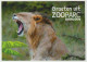 Postcard - Ansichtkaart Groeten Uit ZOOparc Overloon (NL) Leeuw-lion - Boxmeer