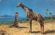ANIMAUX ET FAUNES - Girafes - Colorisé - Carte Postale Ancienne - Giraffes