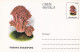 A23261 -Mushrooms Champignons  "RAMARIA ARAIASPORA\" Entier Postal,stationery Card  1996  - Champignons
