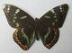 Image Découpis Publicité Sanrival, Graines - Papillon Nymphale Grand Sylvain, Nymphalis Populi - Format 5.6 Cm X 8 Cm - Dieren