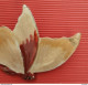 Ancienne Broche Émaillée - Papillon Butterfly - Art Nouveau - Brooches