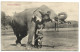 Ceylon Elephant - Sri Lanka (Ceylon)