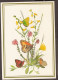 Papillon, Butterfly, Schmetterlinge, Farfalle, Mariposa, Vlinder - Papillons