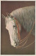 Chevaux - Peintures Et Tableaux - Une Tête De Cheval - Carte Postale Ancienne - Pferde