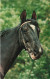 PHOTOGRAPHIE - Un Cheval - Colorisé - Carte Postale - Fotografie