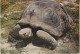 TORTUE  ECUADOR- GALAPAGOS - Schildkröten