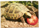 Tourtue - Schildpad - Turtles