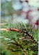 Pinus Sylvestris - Baltic Pine - Medicinal Plants - 1977 - Russia USSR - Unused - Plantes Médicinales