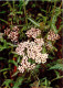 Achillea Millefolium - Yarrow - Medicinal Plants - 1977 - Russia USSR - Unused - Piante Medicinali