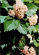 Crataegus Sanguinea - Redhaw Hawthorn - Medicinal Plants - 1977 - Russia USSR - Unused - Medicinal Plants