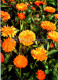 Calendula Officinalis - Pot Marigold - Medicinal Plants - 1977 - Russia USSR - Unused - Plantes Médicinales