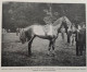 Delcampe - 1901 MEETING DE CHANTILLY - PRIX DE DIANE - PRIX DU JOCKEY CLUB - LA VIE AU GRAND AIR - Hipismo