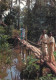 Asian Ethnics Wooden Bridge Crossing Jungle Scene - Asie