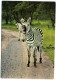 Nairobi - Zebra - Livingstone Park - Zambie
