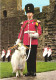 GWYNEDD, CAERNARVON CASTLE, GOAT, GOAT MAJOR, ANIMAL, UNITED KINGDOM - Gwynedd