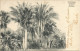 TRINIDAD - ALL PALMS BOTANIC. GARDENS - 1905 - Trinidad