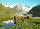 OTZTAL, TIROL, HORSE, MOUNTAIN, AUSTRIA - Oetz