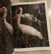 Delcampe - Livre THE SPLENDOR OF BIRDS - Art Et Photographies Des Plus Beaux Oiseaux Du National Geographic Washington C.Herbert. - Wildlife