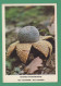 Astraeus Hygrometricus ( Champignons, Funghi, Mushrooms, Pilze, Hongos, Grzyby ) - Pilze