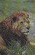 AK 174094 LION / LÖWE ... - USA - Lions