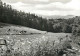 Germany Herrnhut Lausitzer Bergland Cows On Alpine Meadow - Herrnhut