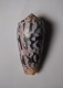 Conus Striatus Roseoccidentalis - Coquillages