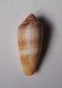 Conus Circumcisus Brazieri - Coquillages