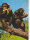 AK 174324 APE / MONKEY / AFFE ... - Singes