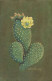 MONACO FLEUR DE CACTUS  ILLUSTRATION CLERISSI - Exotische Tuin