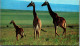 45509 - Elfenbeinküste - Giraffe ,  - Gelaufen  - Giraffes
