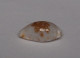 Cypraea Goodalli - Coquillages