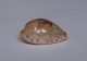 Cypraea Walkeri - Coquillages