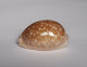 Cypraea Nivosa - Seashells & Snail-shells