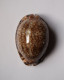 Cypraea Arabica asiatica Gibba - Coquillages