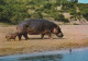 Hippopotames - Ippopotami