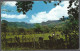 (PAN) CP FF-678- Beautiful And Interesting Scenery Is Found Everywhere In The Interior Of The Republic Of Panama - Panama