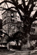 Samoëns - Place , Le Gros Tilleul Et L'église - Arbre Tree - Samoëns