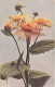 FLEURS  PLANTES ARBRES - Fleurs - Telekia Speciosa - Colorisé - Carte Postale Ancienne - Flores