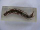 Large  Centipede Scolopendra Subspinipes Education Insect Specimen   #2115 - Fossilien