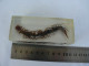 Delcampe - Large  Centipede Scolopendra Subspinipes Education Insect Specimen   #2115 - Fossils