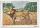 CP : Institut Royal Des Sciences Naturelles De Belgique - Mammiferes Du Congo Belge - 2 Le Lion (2 Scans) - Collections & Lots