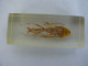 Large Praying Mantis Insect Education Insect Specimen #2116 - Fossils