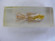 Large Praying Mantis Insect Education Insect Specimen #2116 - Fossiles